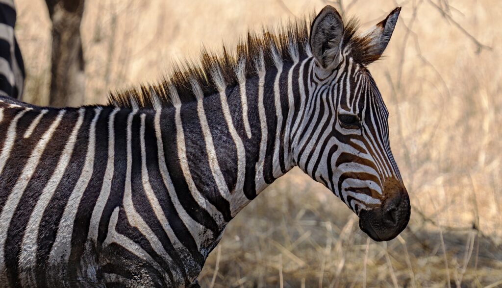 Comment s'habiller en tanzanie femme | Safari Radar