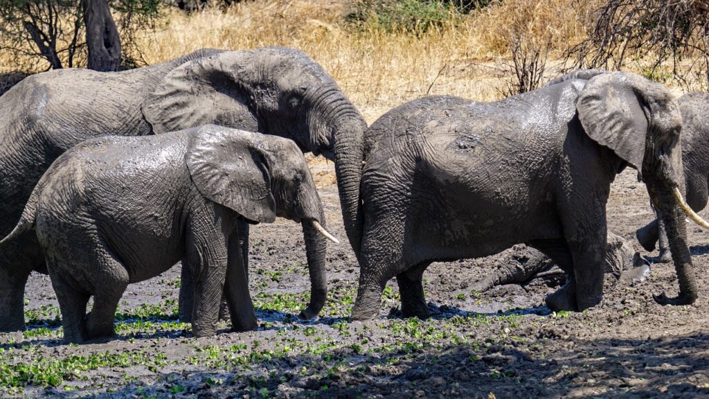 Comment s'habiller pour un safari en tanzanie | Safari Radar