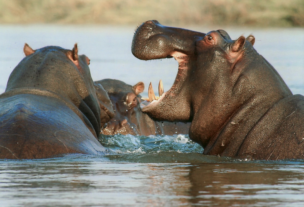 esiweni luxury safari lodge