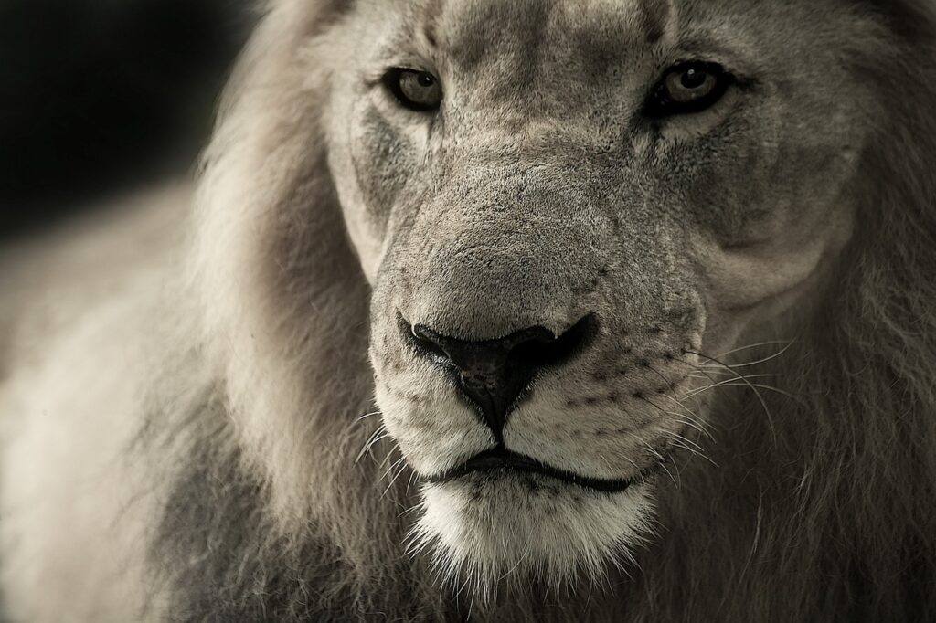 Faire un safari en afrique | Safari Radar