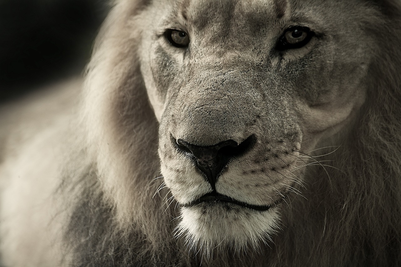 faire un safari en afrique