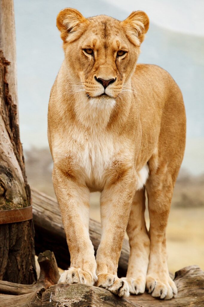 Prix safari zanzibar | Safari Radar