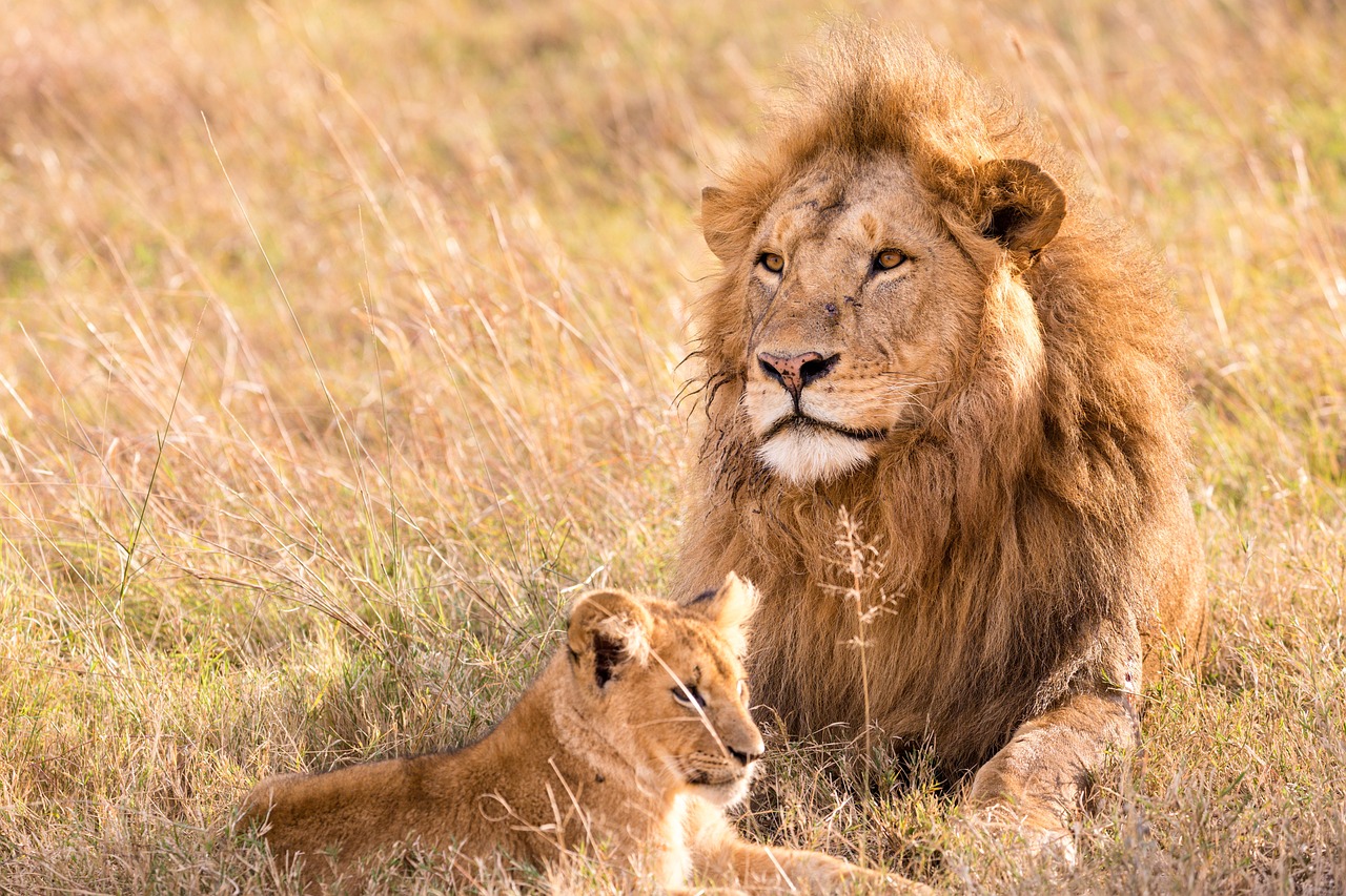 rafian safaris