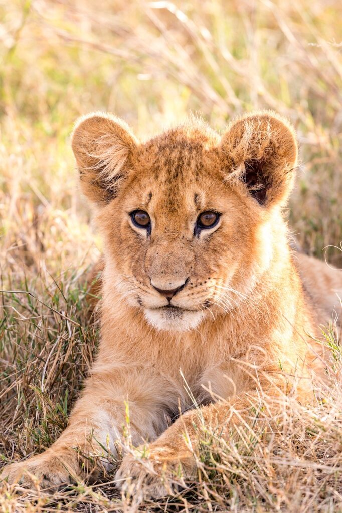 Safar online | Safari Radar