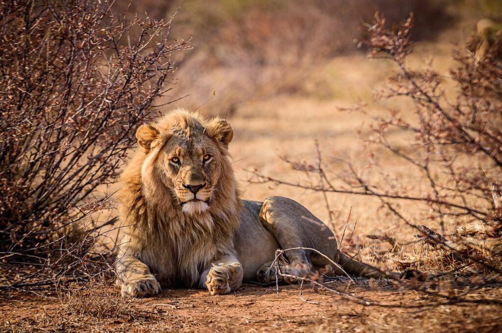 Safari a zanzibar | Safari Radar