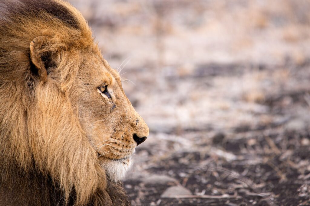 Safari aitana | Safari Radar