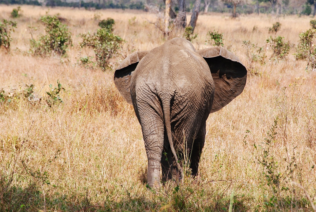 Safari de luxe tanzanie