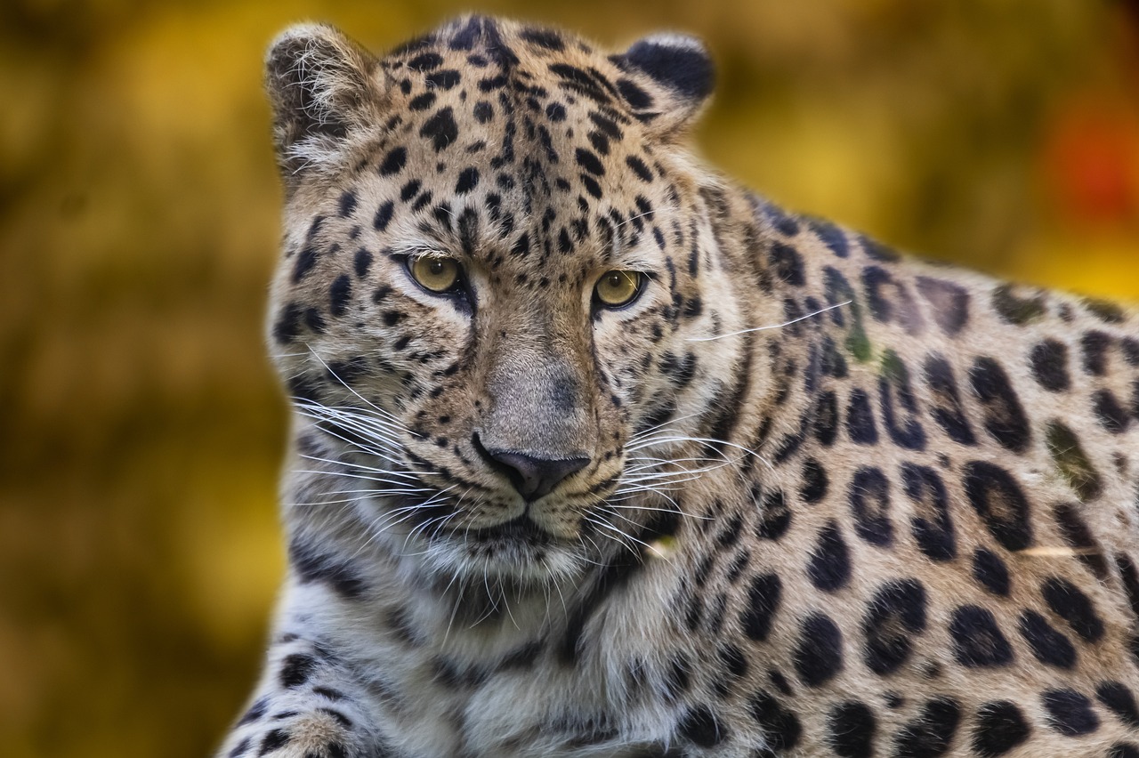 safari en camargue