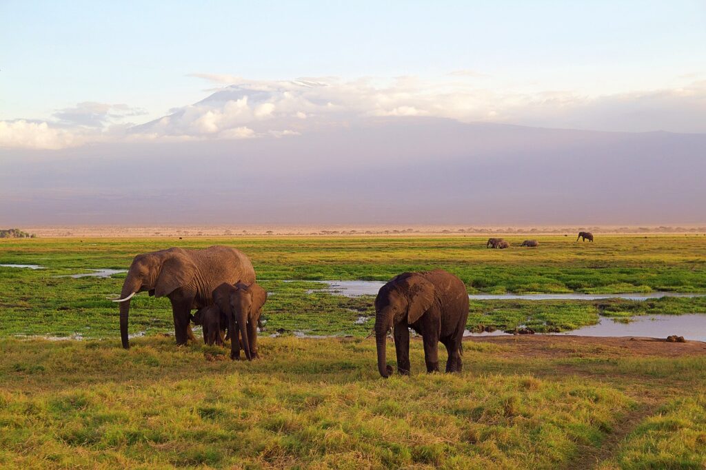 Safari en famille | Safari Radar