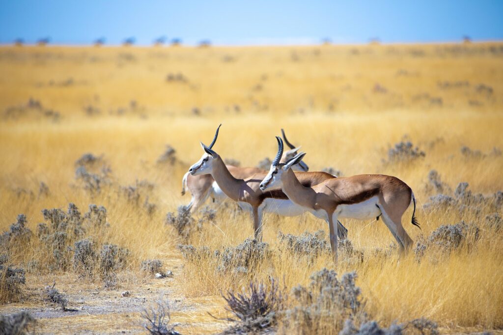 Safari en namibie | Safari Radar