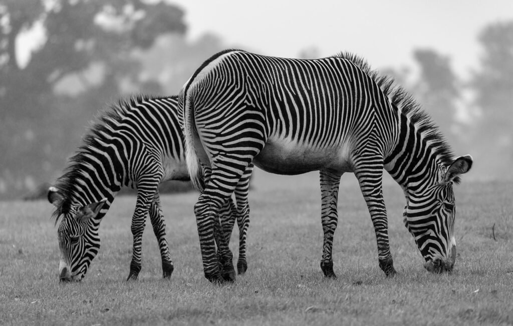 Safari hotel | Safari Radar