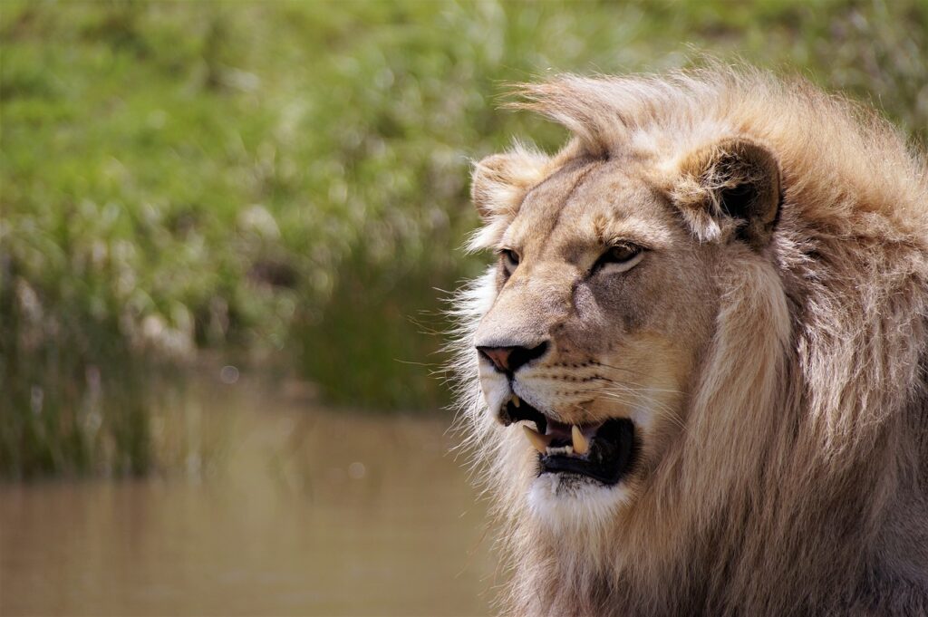 Safari ile maurice | Safari Radar