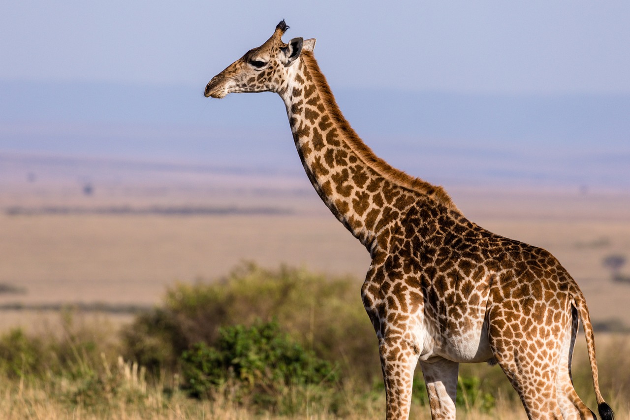 safari muret
