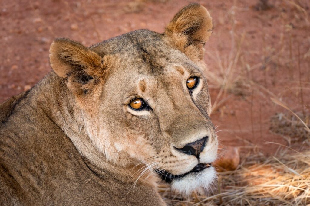 Safari ouganda | Safari Radar