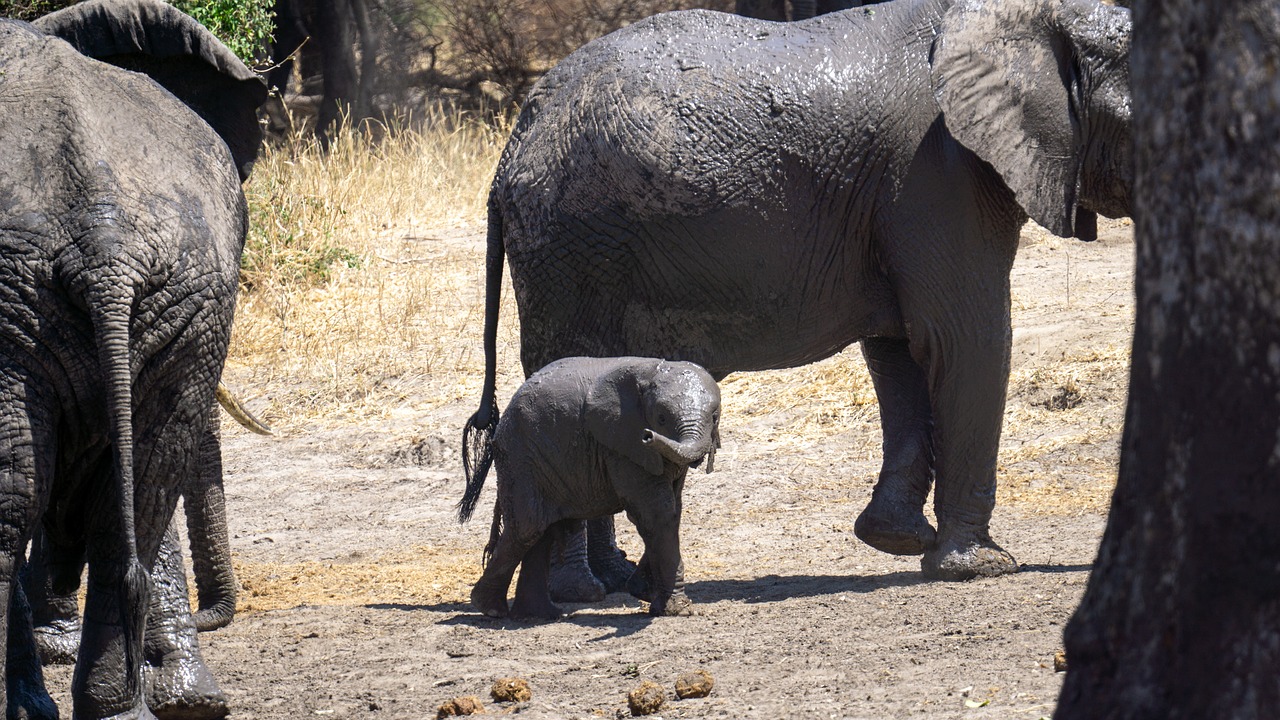 Safari privatif tanzanie
