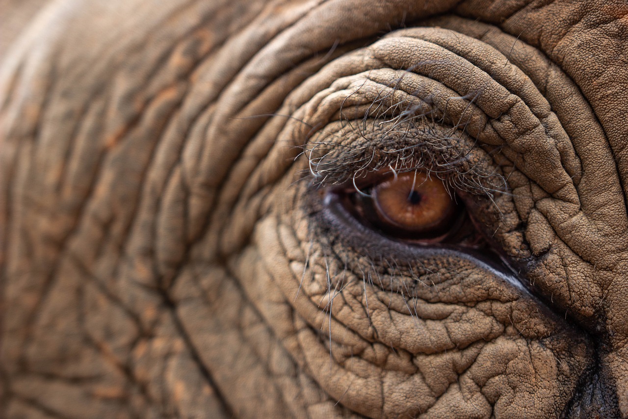 safari rwanda