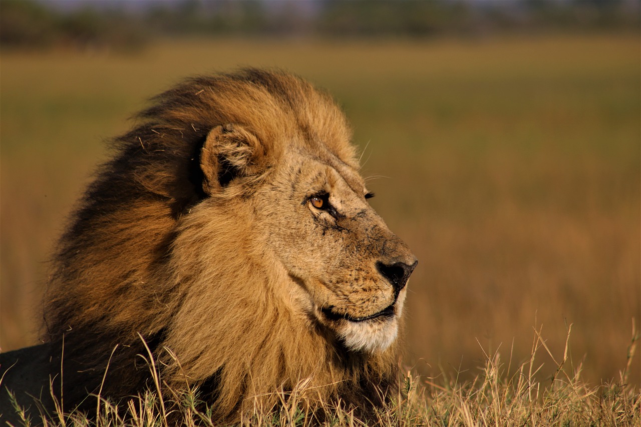 safari selous