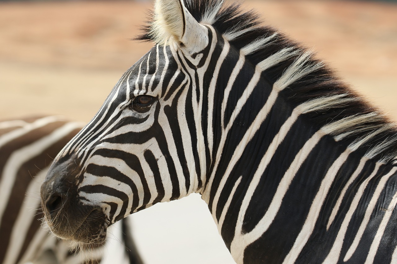 safari serengeti prix