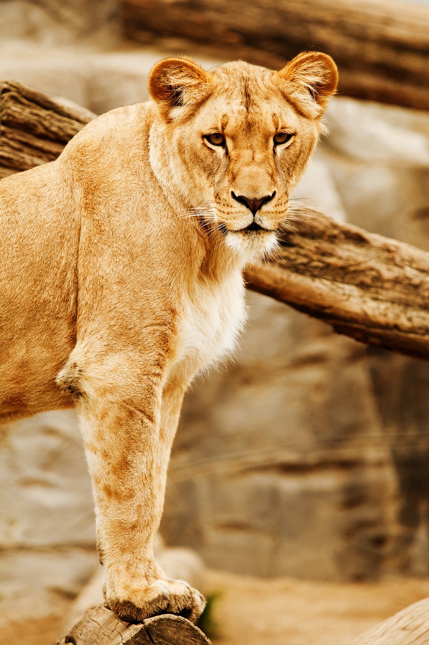 safari vendee