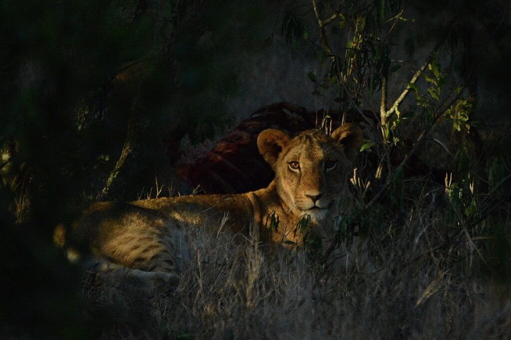 Safari village saly | Safari Radar