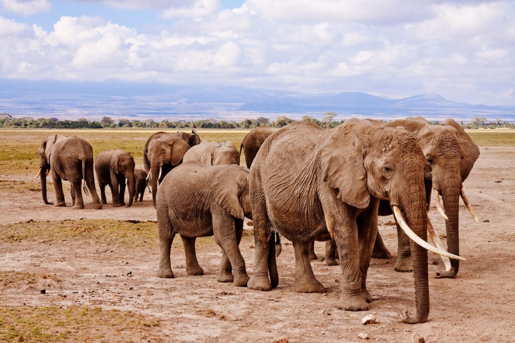 Sejour kenya safari et plage | Safari Radar