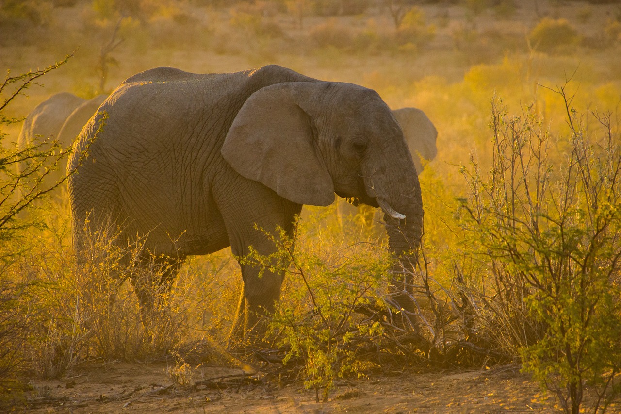 senegal safari