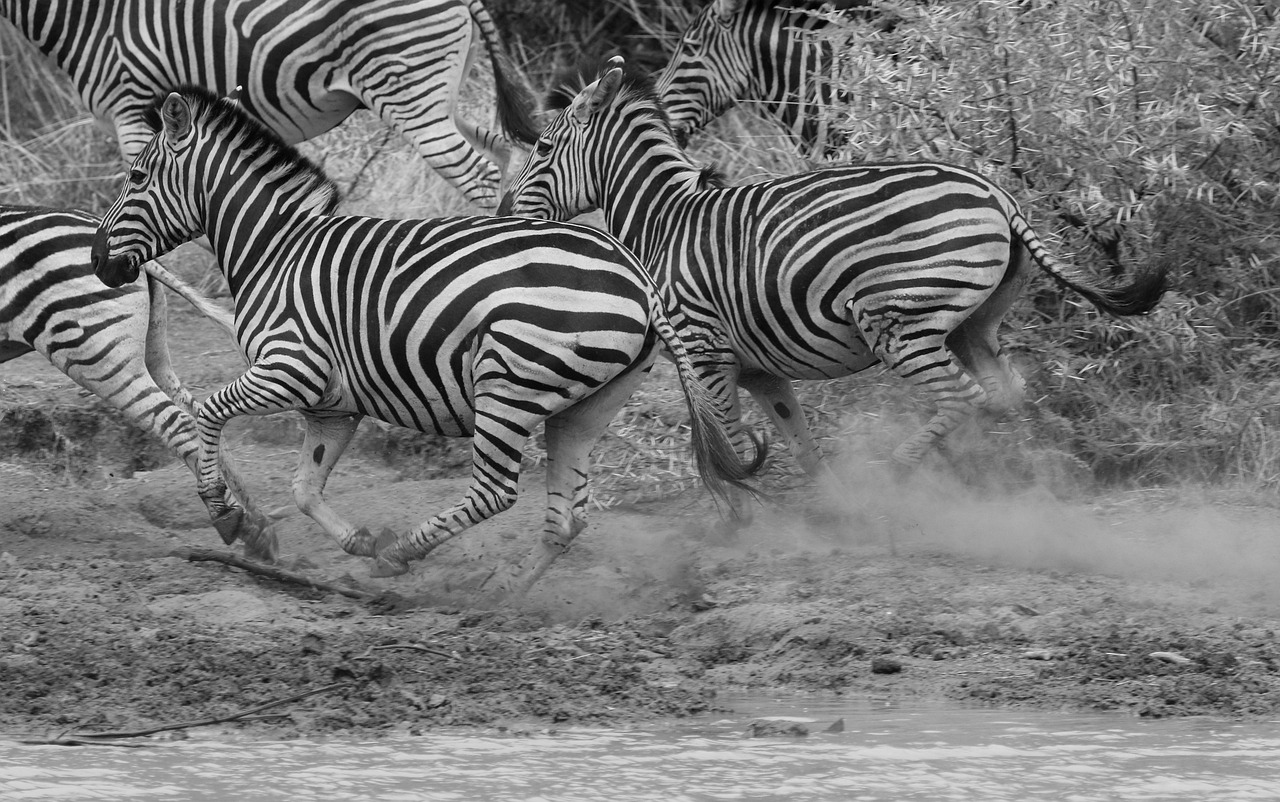 serena safari