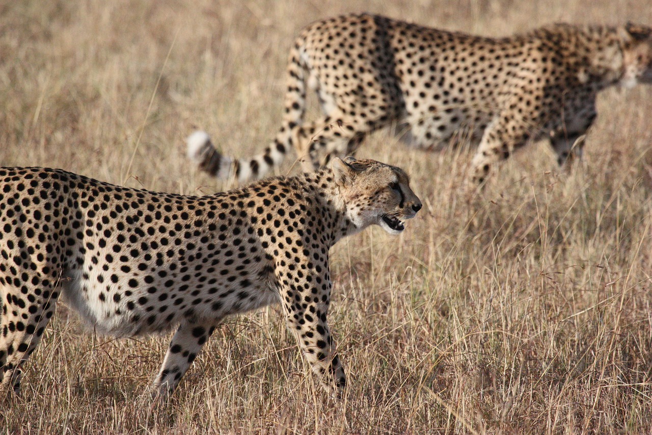serengeti big cats safaris