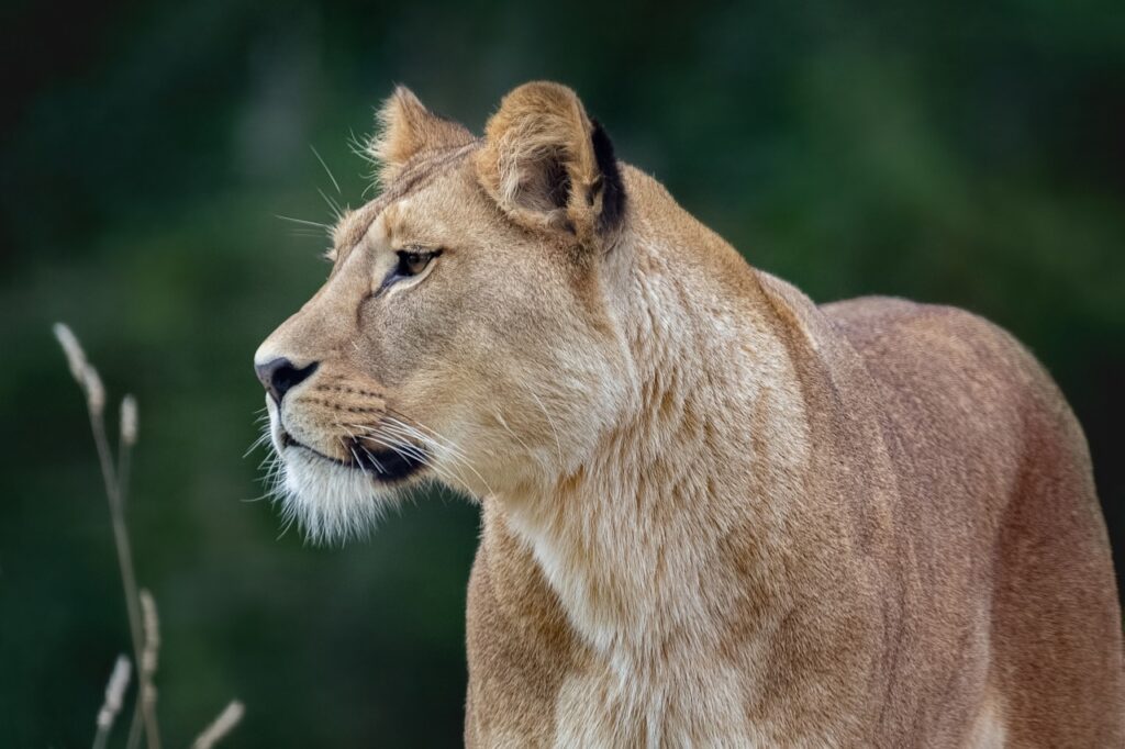 Serengeti serena safari lodge | Safari Radar