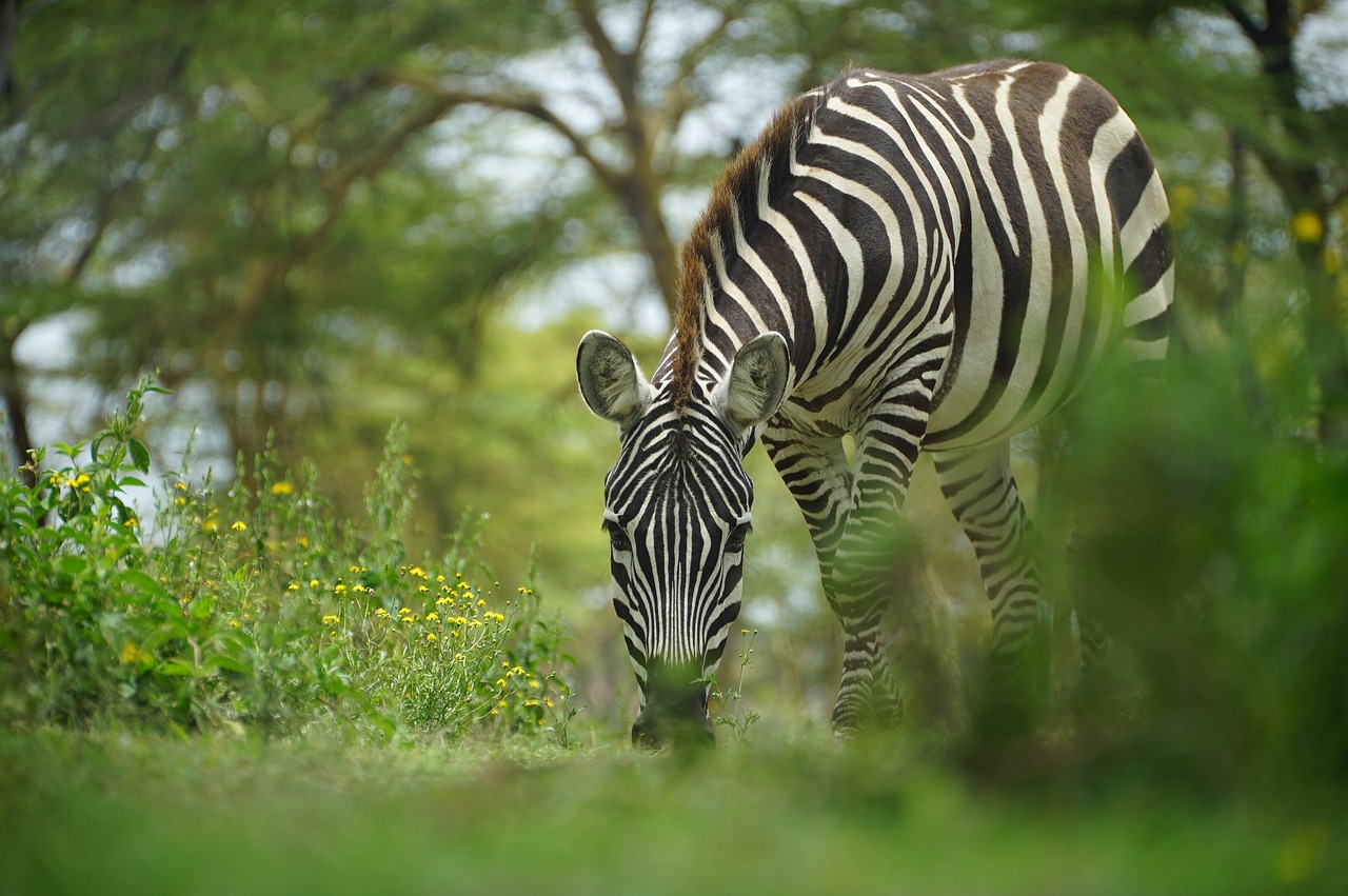 Kenya – Un Voyage Époustouflant au Cœur de la Savane Africaine