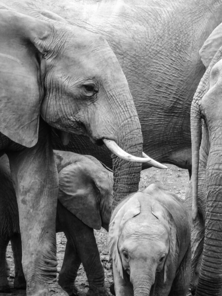 African horse safaris | Safari Radar