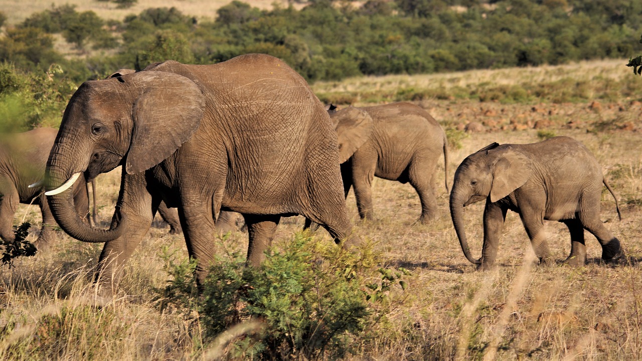 arusha safari
