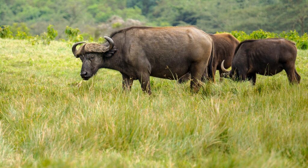 Comment se rendre en tanzanie | Safari Radar