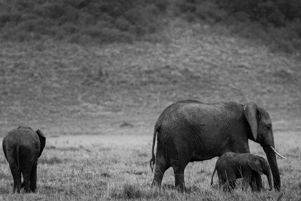 Comores safari tarif | Safari Radar