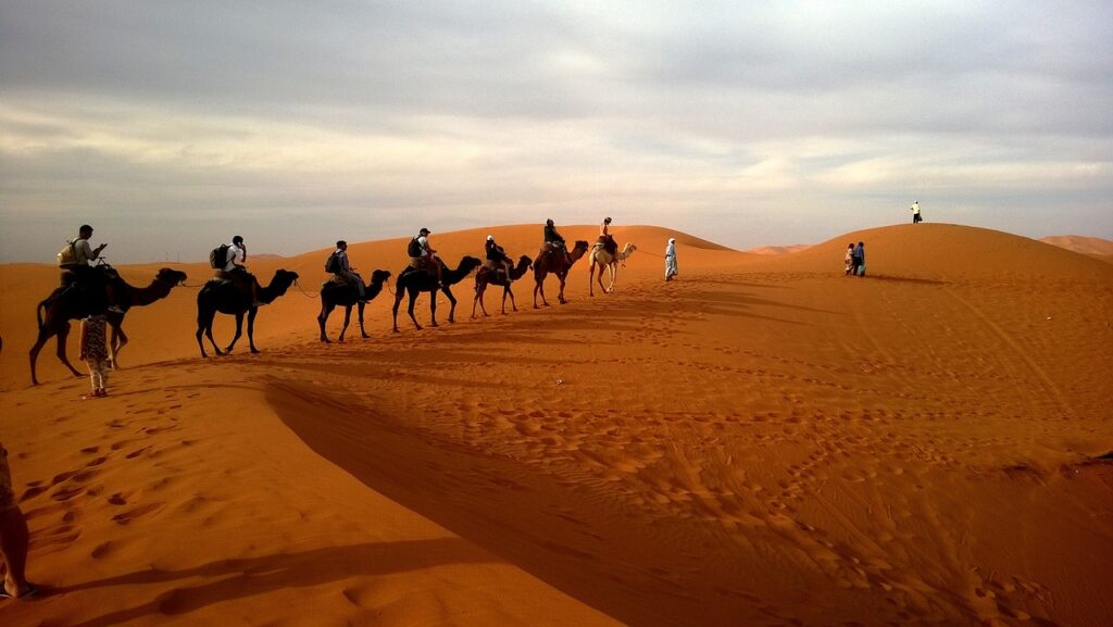 Desert safari | Safari Radar