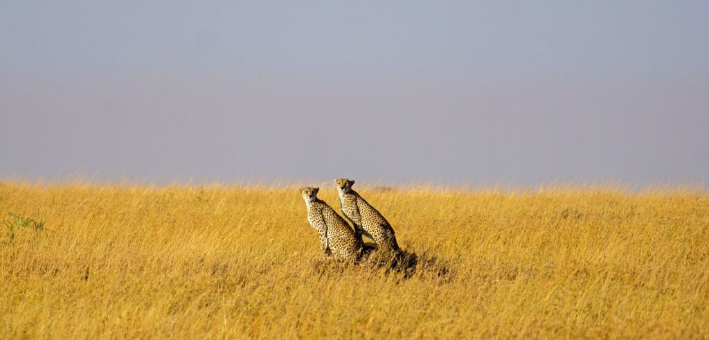 En tanzanie | Safari Radar