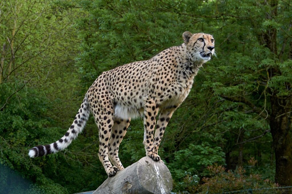 Inno africa safari | Safari Radar