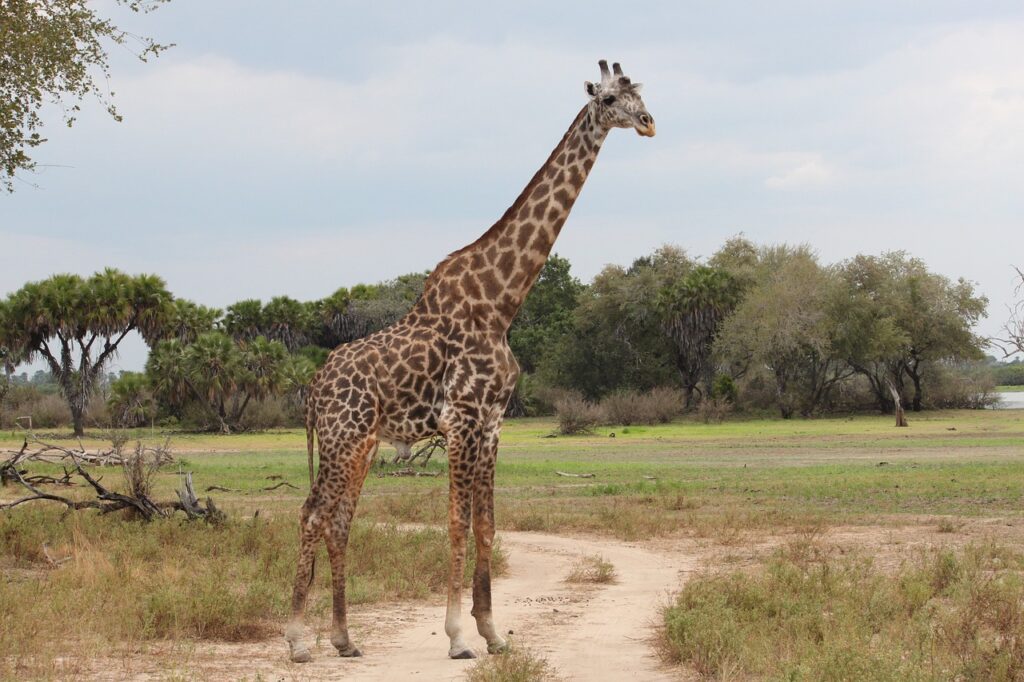 Kimgoni tanzania safaris | Safari Radar
