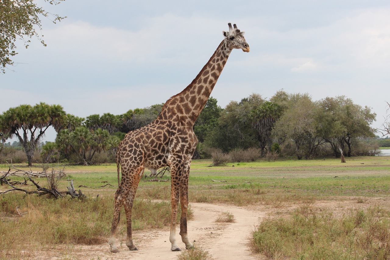 kimgoni tanzania safaris