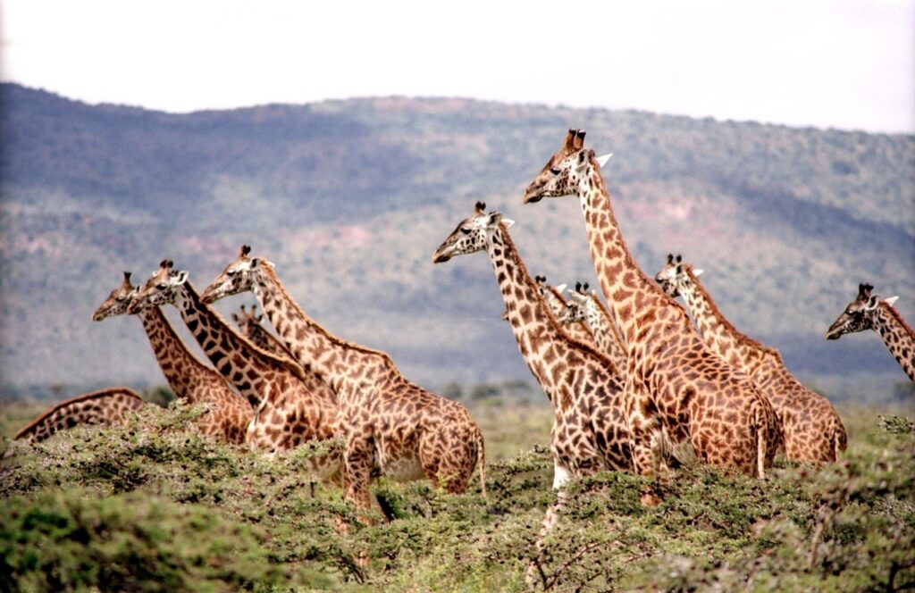 Le cerza safari lodge | Safari Radar