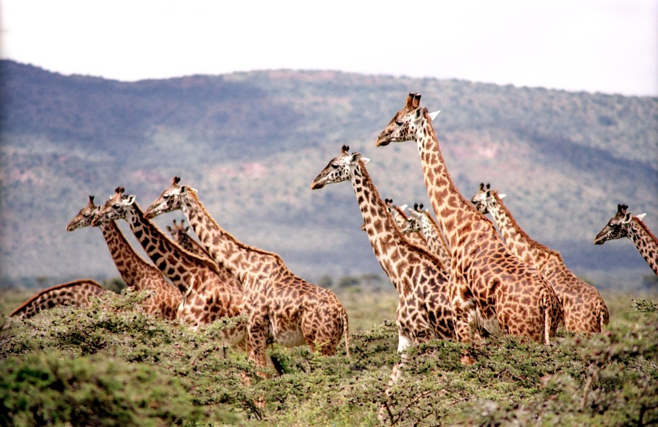 le cerza safari lodge