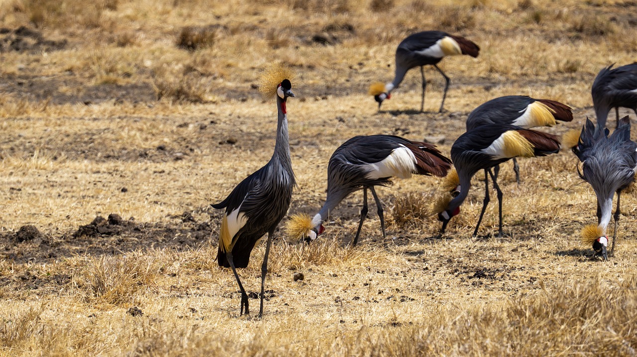 Safari tanzanie 2 jours 1 nuit