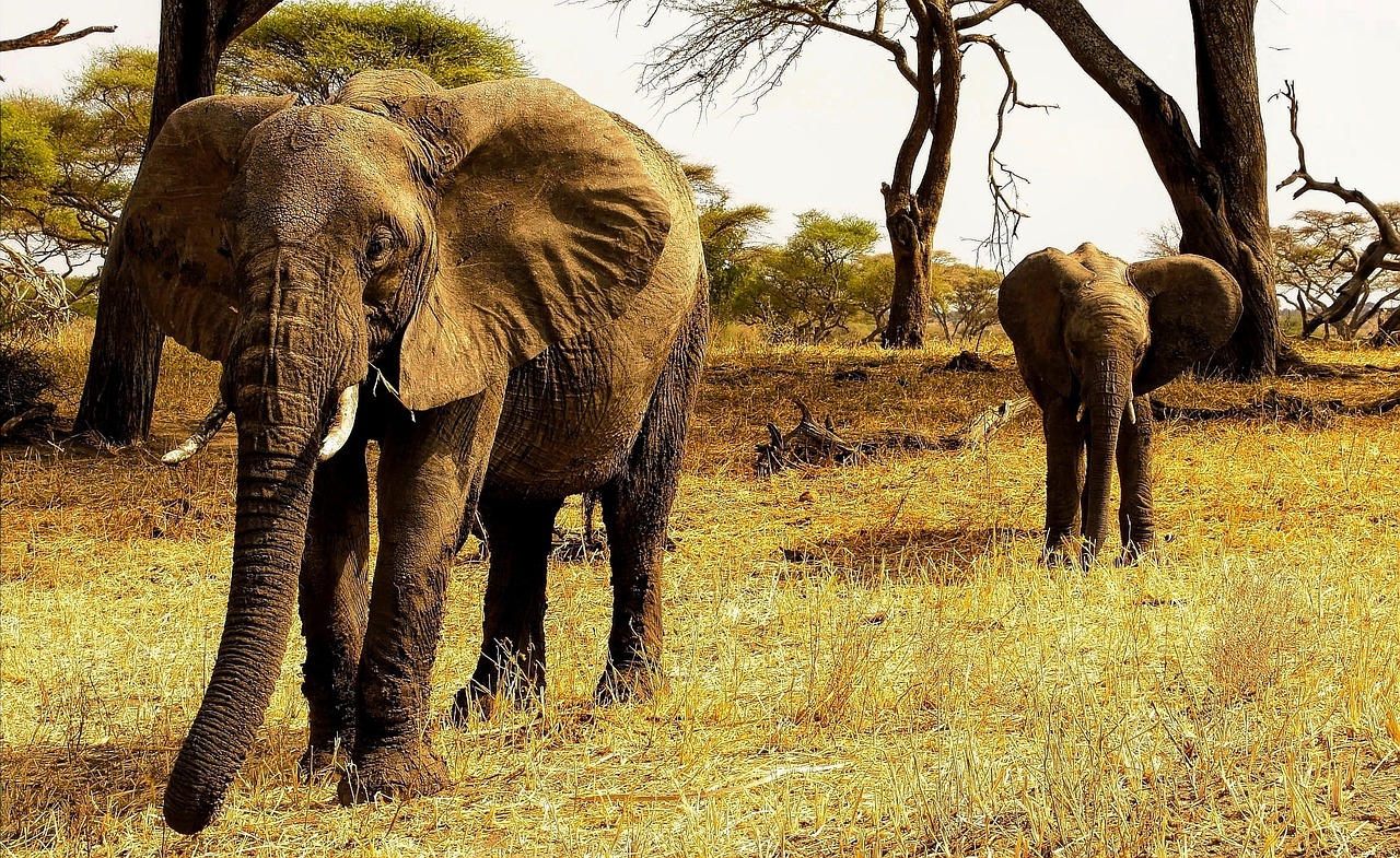 Safari tanzanie 2 jours