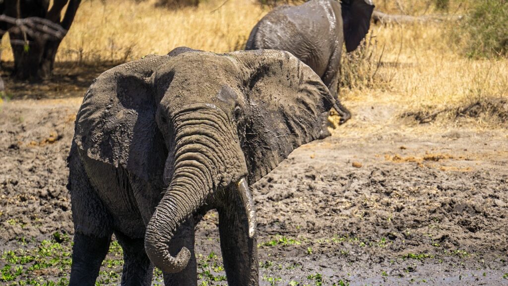 Safari tanzanie en fevrier | Safari Radar