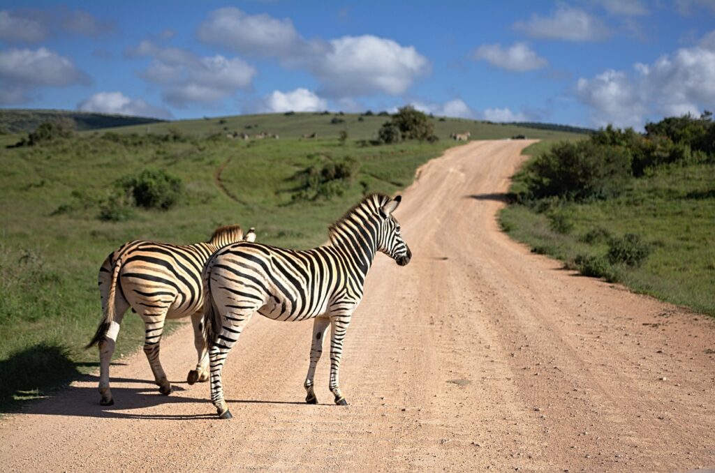 Tenue pour safari | Safari Radar