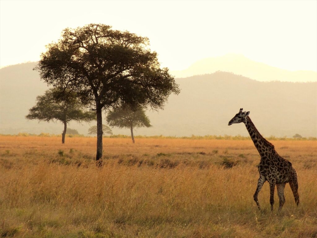 African horse safari | Safari Radar
