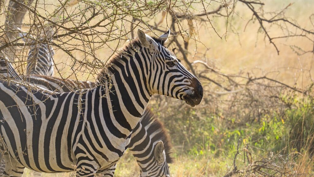 Est il dangereux d aller en tanzanie | Safari Radar