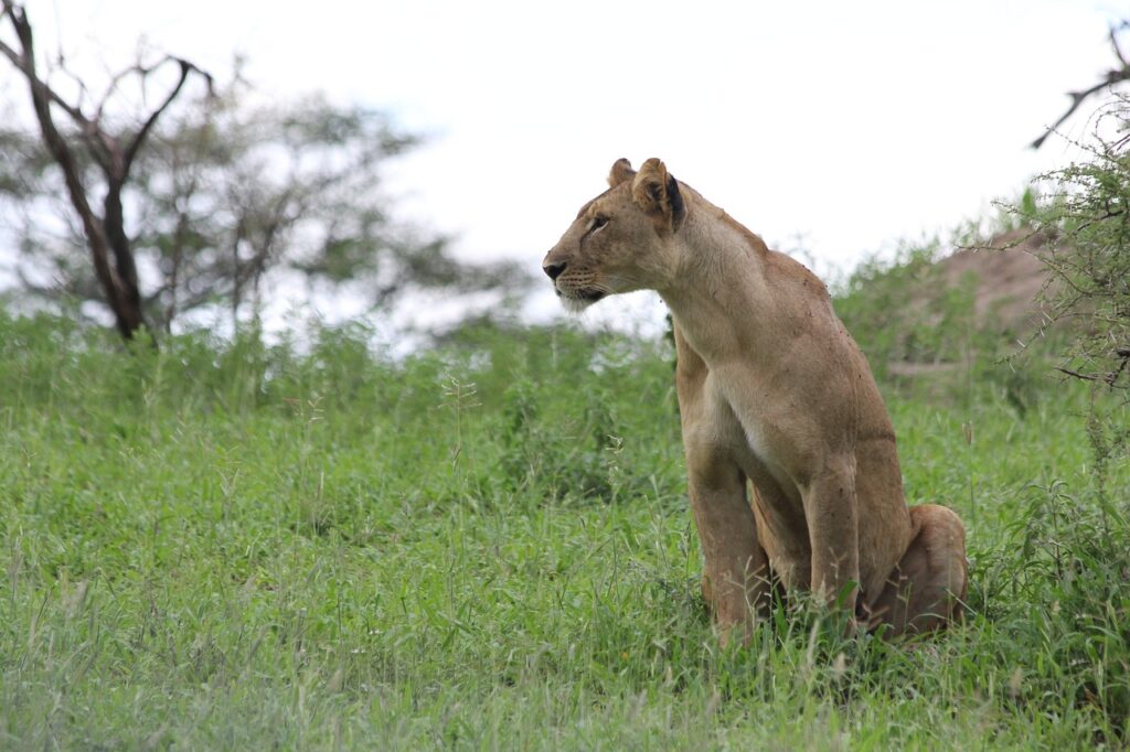 Faut il un visa pour aller en tanzanie | Safari Radar