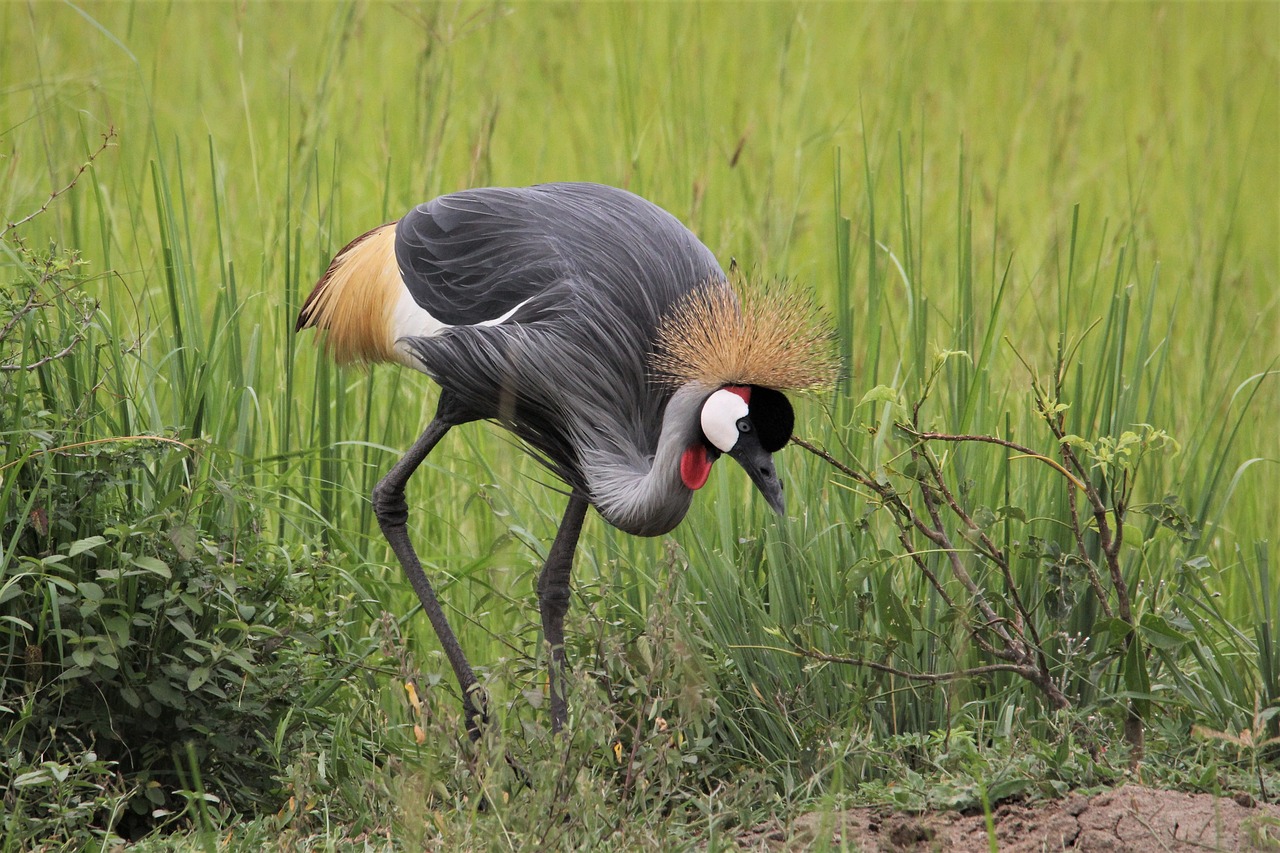 safari mikumi