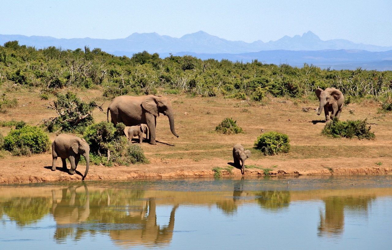 safari south africa